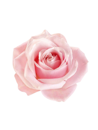 F6EEE9 (1200 x 1600 px) (7).png